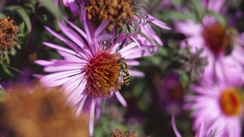 The fly collects nectar and pollen from the flowers of the perennial aster. Stock Footage 167095972