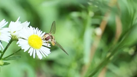 The Fly Collects Nectar Stock Footage