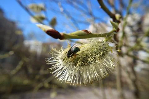 Fly collects pollen from tree buds in spring macro photo. Stock Photos