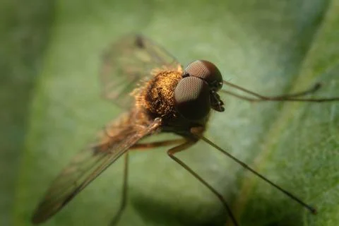 Fly Compound Eyes Macro Stock Photos