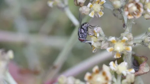 Fly consuming nectar from flower Stock Footage 87038538