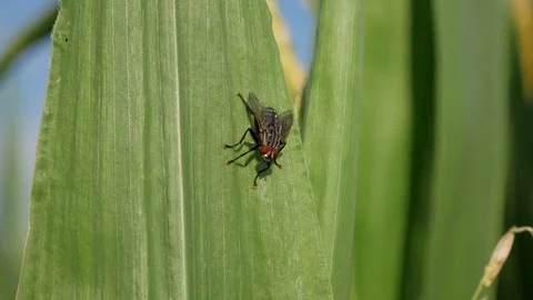 Fly on corn Stock Footage 77646754