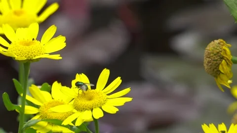 Fly on Corn Marigold 1 Video stock 248719574