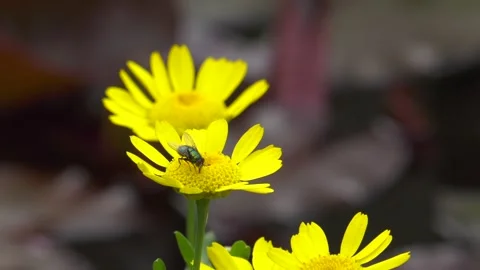Fly on Corn Marigold 2 Video stock 248719578