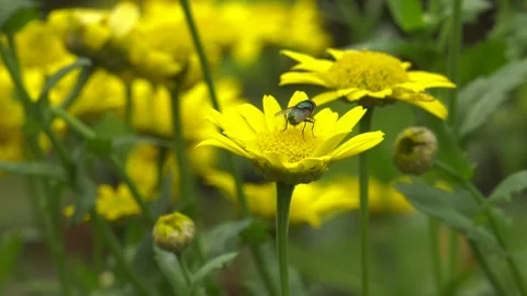 Fly on corn marigold 3 Stock Footage 248719530