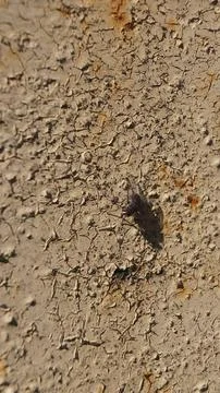 Fly on Cracked Beige Surface Stock Photos