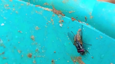 Fly Crawling on Dirty Surface for Pest Control Ad 4K Stock Footage 346053886