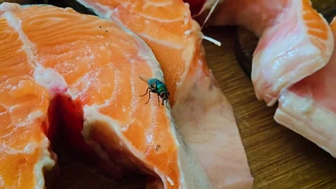 Fly crawling on fresh salmon steak, acting as parasite and contaminating food Video stock 323605429