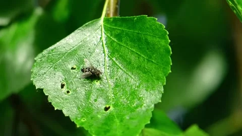 A fly crawling on a green leaf. The insect crawling on a leaf. Stock Footage 132310113