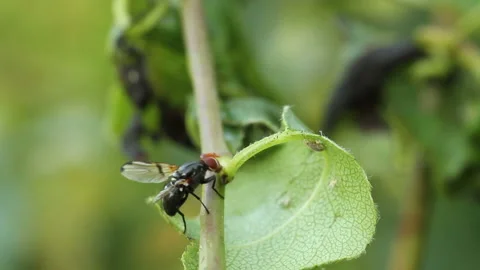 Fly crawling on a leaf of a tree Stock Footage 139384364