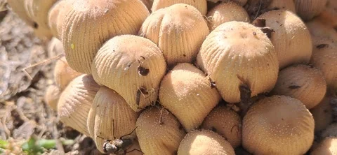 Fly Crawling on Mica Cap Mushrooms in Nature 動画素材 335078355