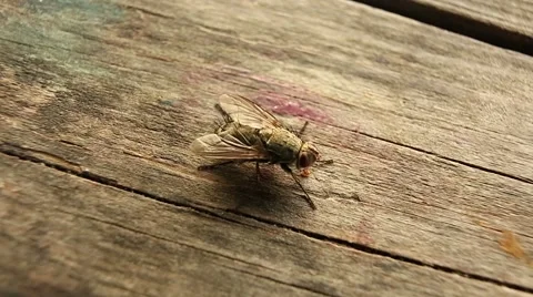 Fly crawling on the table Stock Footage 40757296