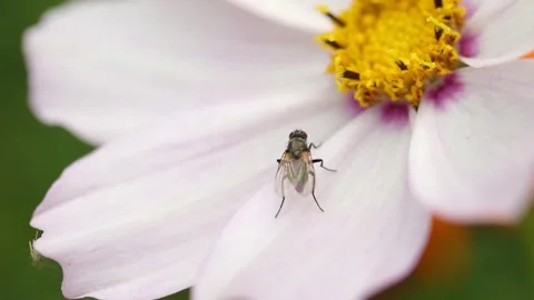 Fly crawling on a white flower macro photography, Stock Footage 139965231