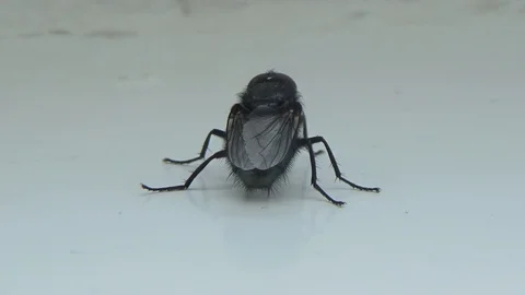 A fly crawling on a white surface Stock Footage 108390311
