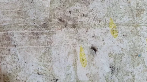 Fly crawls on an abstract wall Stock Footage 79234471