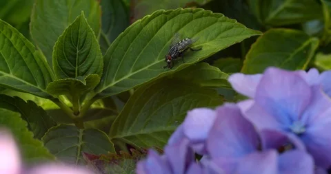 Fly crawls along plant leaf with colourful flowers in the foreground Stock Footage 113152360