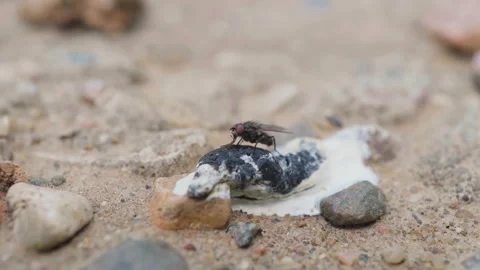 A fly crawls on a concrete surface, macro shot Video stock 132802833