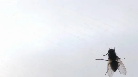 Fly crawls on dirty window. Macro footage with insect crawling on glass surface. Stock Footage 127894539