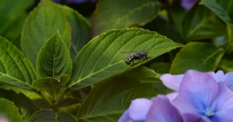 Fly crawls from one leaf to another with colourful flowers in the foreground Stock Footage 113152489