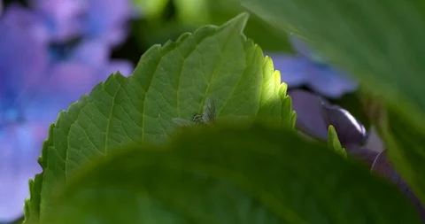 Fly crawls over plant leaf with flowers in background Stock Footage 113152572