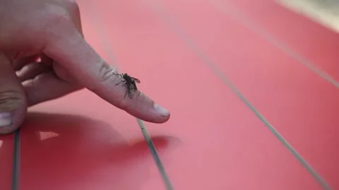 A fly crawls onto a person's finger. The camera takes a close-up Stock Footage 321945096