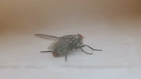 A fly crawls on the table Stock Footage 160341484