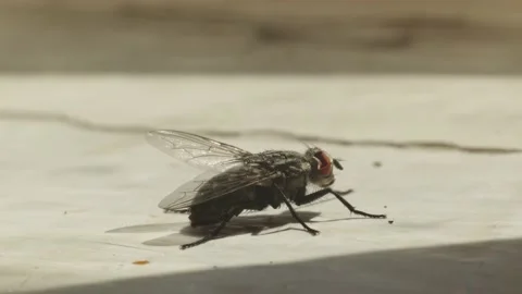 A fly crawls on the table Stock Footage 160341497