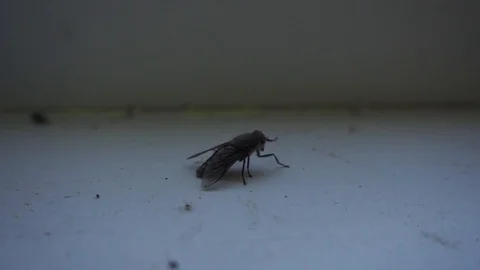 The fly crawls on the windowsill and flies away Stock Footage 90275068