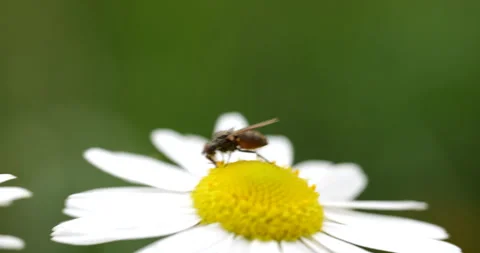 A fly on a daisy. close-up of a fly on a flower Stock Footage 337038870