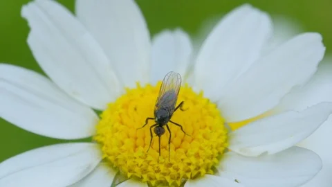 Fly on a daisy flower Stock Footage 121249590