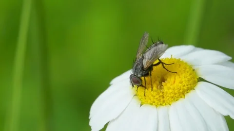 Fly on a daisy flower Stock Footage 121250147