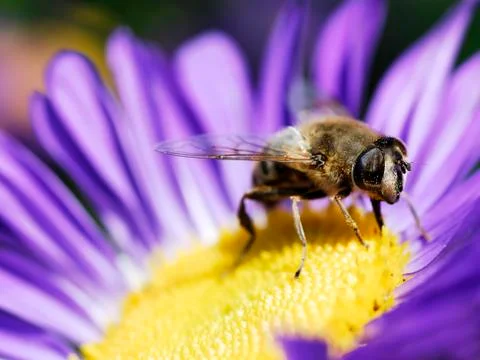Fly on daisy flower Stock Photos