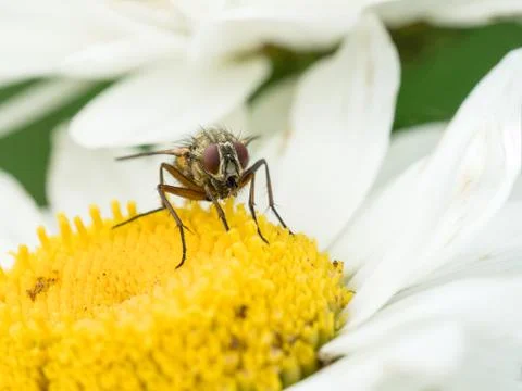 Fly in daisy flower Stock Photos