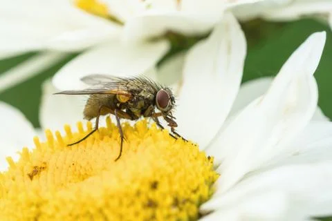 Fly in daisy flower Stock Photos