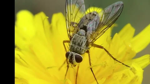 Fly on Dandelion with Closeup Macro. Stock Footage 306335534