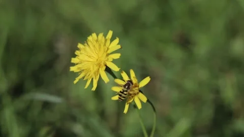 A fly on dandelion flower Stock Footage 138249094