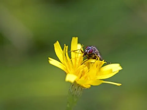 Fly on Dandelion Stock Photos