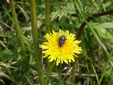 A fly on a dandelion. Stock Photos