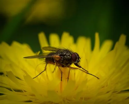 Fly on Dandelion Stock Photos