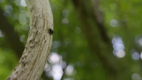 Fly on Dead Deer Antler Video stock 81647179