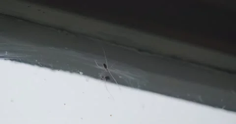 Fly With Deathwish Teasing Desperate Spider and Dodges Its Attacks - Video stock 167880655