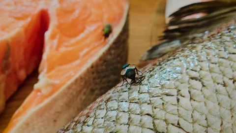 Fly defecating on fish skin near raw salmon steak, possibly for laying eggs Stock Footage 313480922