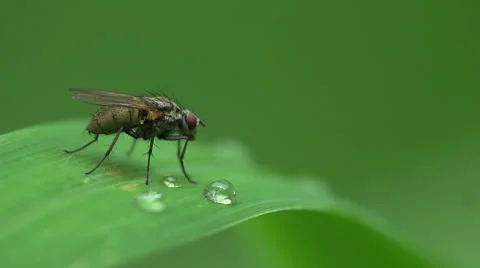 Fly on a dew covered blade of grass 動画素材 51063784