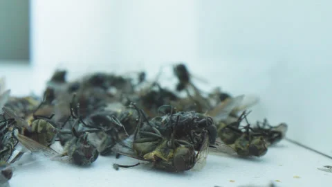 A fly dies among the dead insects and moves its paws on the white windowsill Vídeos de archivo 288997341