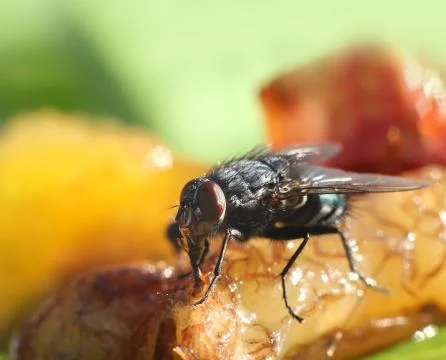 Fly in dinner table food Stock Photos