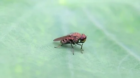 Fly (Diptera) Grooming Head on Green Leaf 2K Slow Motion Stockbeeldmateriaal 346176895
