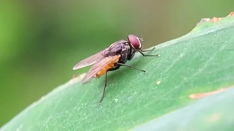 Fly (Diptera) Resting on Green Leaf 4K Slow Motion Stock Footage 346229463
