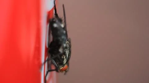 Fly distracting coffee drinking Stock Photos
