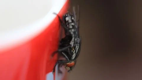 Fly disturbing coffee drinking Stock Photos