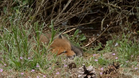 Fly disturbs sleeping red fox cub, wildlife - vulpes vulpes - UHD/4K stock video Stock Footage 113142390